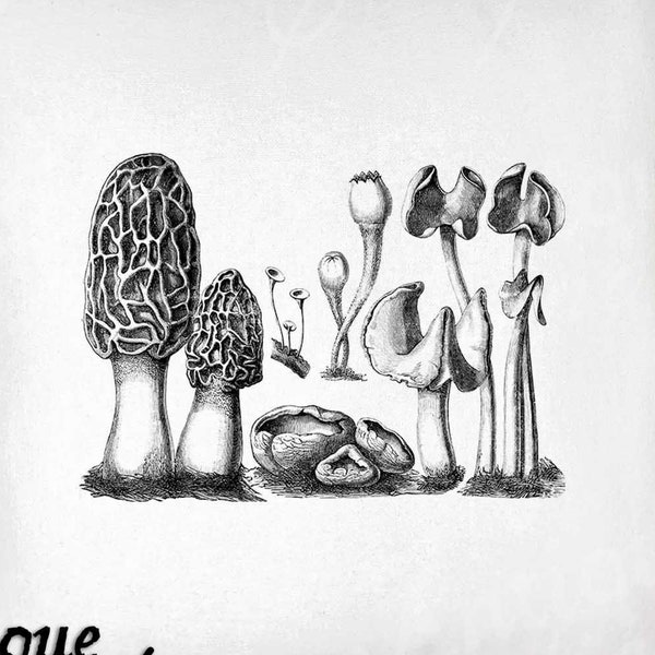 Mushrooms Clip Art - Vintage Kitchen Printable - Funghi Sublimation - Antique Food Art Print