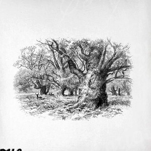 Forest Clip Art - Vintage Boom Printable - Betoverd Bos Sublimatie - Antieke Natuur Art Print