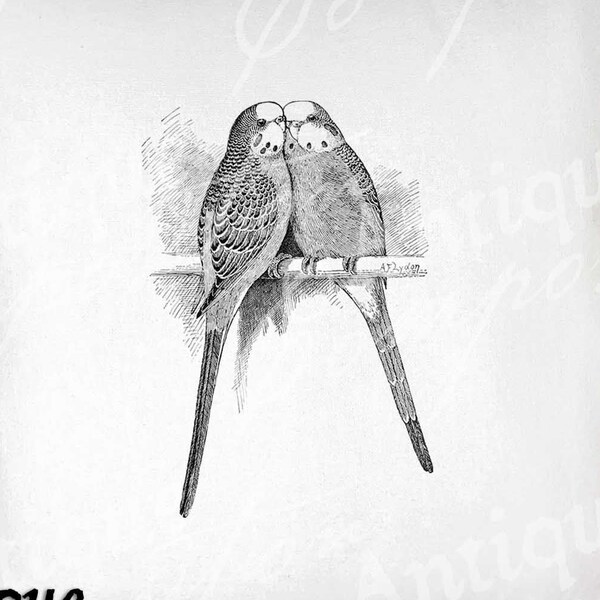 Budgie Clip Art - Vintage Bird Printable - Budgerigar Sublimation - Antique Parakeet Art Print