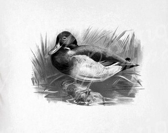 Mallard Duck Clip Art - Vintage Ducks Printable - Mallard Duck Sublimation - Antique Duck Art Print