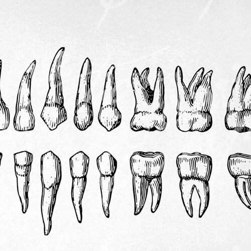 Teeth Clip Art Vintage Tooth Printable Human Teeth Etsy Canada
