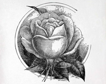 Rose Clip Art - Vintage Rose Printable - Rose Circular Sublimation - Antique Floral Design