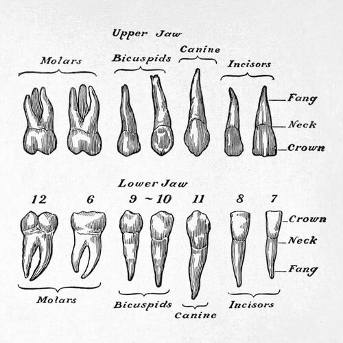 Teeth Clip Art Vintage Tooth Printable Human Teeth Etsy Canada