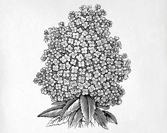 Hydrangea Clip Art - Vintage Floral Printable - Hydrangea Sublimation - Antique Floral Design