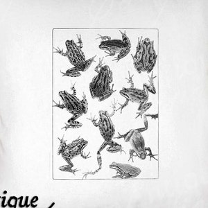 Frog Clip Art - Vintage Frogs Printable - Frog Species Sublimation - Antique Amphibian Design