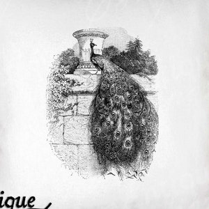 Image clipart paon - paon vintage imprimable - sublimation paon longue queue - impression d'art oiseau antique