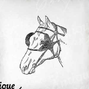 Clip Art de cheval - vintage cheval imprimable - Sublimation de cheval - Antique Equine Art Print #2