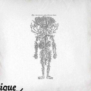 Anatomie Clip Art - Vintage Wissenschaft Druckbar - Menschliche Anatomie Sublimation - Antikes Artery Map Design