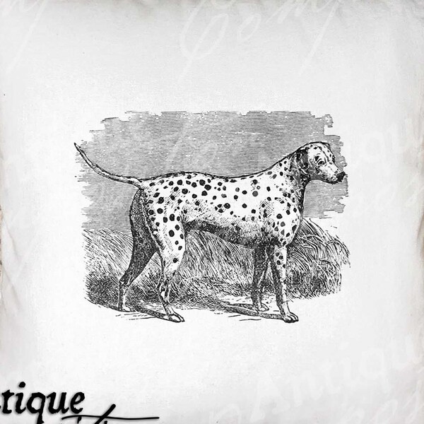 Dog Clip Art - Vintage Dog Printable - Dalmation Sublimation - Antique Dalmation Art Print