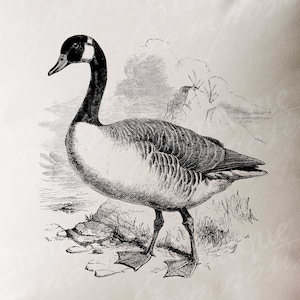 Canada Goose Clip Art - Vintage Duck Printable - Canadian Goose Sublimation - Antique Bird Design