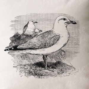 Seagull Clip Art - Vintage Gull Stampabile - Seagull Sublimation - Antique Bird Design