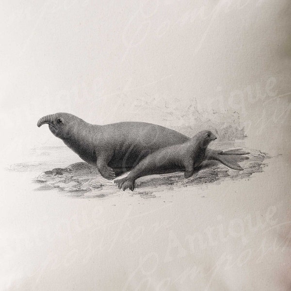 Seal Clip Art - Vintage Ocean Printable - Elephant Seals Sublimation - Antique Mammal Design