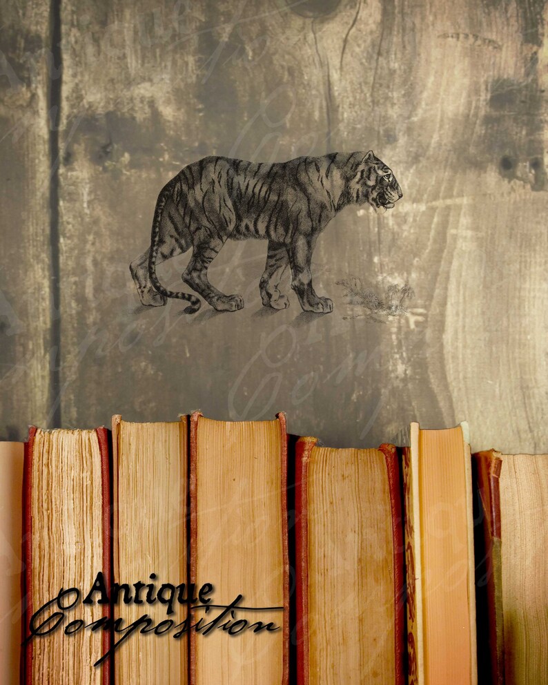 Tiger Clip Art Vintage Tiger Printable Tiger Sublimation Antique Tiger