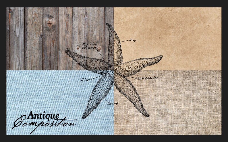 Starfish Clip Art Vintage Starfish Printable Star Fish - Etsy Canada