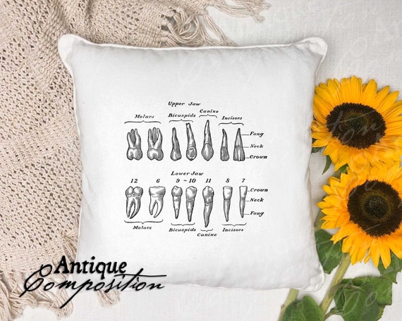 Teeth Clip Art Vintage Dental Printable Human Teeth - Etsy