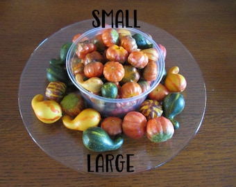 Small or Mini Pumpkin & Gourds for Halloween, Fall, Autumn, Thanksgiving, Wedding Decoration Holiday