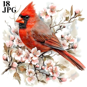 18 Clipart Cardinal rouge floral, Clipart oiseau, Clipart Floral, JPG de haute qualité, aquarelle Clipart Junk Journal en téléchargement numérique Créations en papier