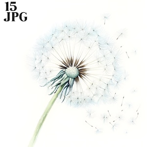 15 Dandelion Clipart Bundle, Dandelion botanico, Dandelion digitale, Clipart acquerello, Download digitale, Carta artigianale, Diari spazzatura