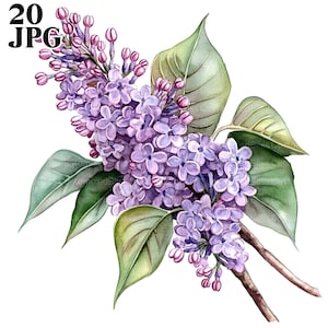 20 imágenes prediseñadas de color lila, flores moradas, flores de acuarela, imágenes prediseñadas de flores, archivos JPG de alta calidad, imágenes prediseñadas de acuarela, diario basura, descarga digital