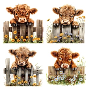May include: Four adorable brown and white Highland cattle calves peek over a wooden fence with yellow and blue wildflowers in front of them.