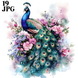 19 Adorable Peacock Clipart, Bird Clipart, Floral Clipart, Flower Clipart, Watercolor Clipart, Junk Journal, Digital Download, Clip Art, JPG