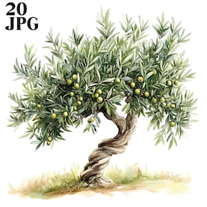 Op de afbeelding: Een aquarel van een olijfboom met een gedraaide stam en groene bladeren. De boom is beladen met kleine, groene olijven.