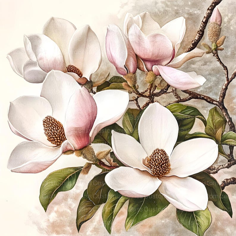 May include: A close-up of a cluster of white magnolia blossoms with pink highlights. The flowers are in full bloom and have a delicate, feminine appearance. The background is a soft, muted brown.