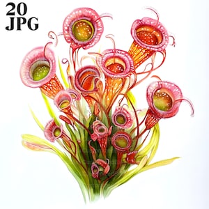 20 Carnivorous Plants Clipart, Carnivorous Clipart, High Quality JPGs, Watercolor Clipart, Junk Journal, Digital Download, Paper Craft