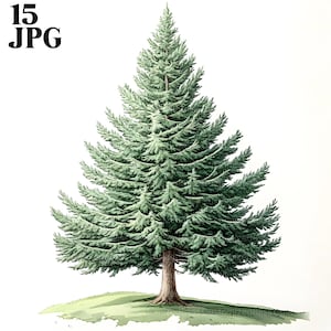 Può includere: Illustrazione dettagliata di un albero sempreverde con aghi verdi e un tronco marrone. L'albero è ambientato su uno sfondo bianco e poggia su una piccola macchia di erba verde. Il testo "15 JPG" è nell'angolo in alto a sinistra.
