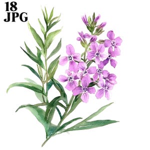 18 Fireweed Flowers Clipart, Fireweed Clipart, Alaskan Flowers, Quality JPG, Watercolor Clipart, Junk Journal, Digital Download, Paper Craft