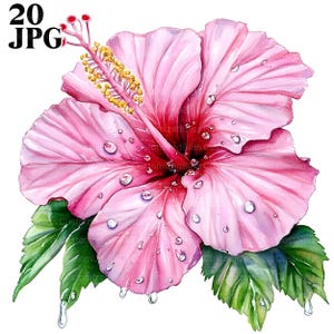 20 Spring Hibiscus Flower Clipart, Hibiscus Clipart, Flower Junk Journal, High Quality JPGs, Watercolor Clipart, Digital Download, Craft