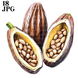 18 Cocoa Clipart, Cocoa Fruit Clipart, Watercolor Cocoa, High Quality JPGs, Watercolor Clipart, Junk Journal, Digital Download, Paper Craft