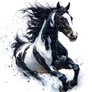 May include: A black and white paint horse with a flowing mane and tail runs through a field of white snow. The horse is in motion, with its legs extended and its head turned to the side. The background is a blur of white and gray.