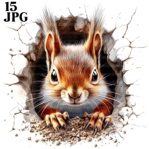 15 Clipart écureuil, graphique écureuil, conception écureuil, Clipart Nature, Animal de la forêt, écureuil Art JPG de haute qualité artisanat usage Commercial
