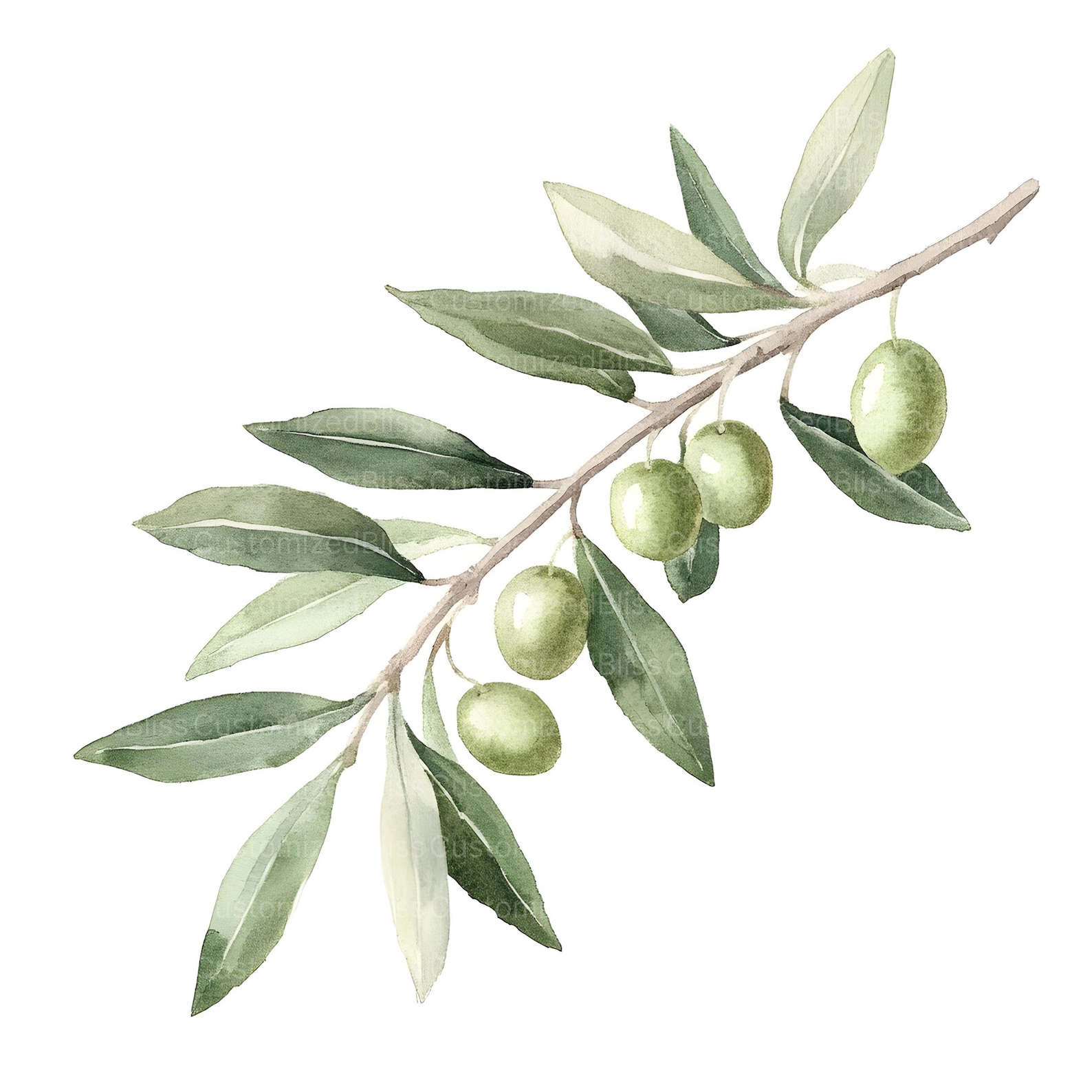20-green-olive-branches-clipart-botanical-leaves-high-quality-jpgs