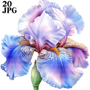 20 lente iris clipart, irisbloem, bloem clipart, hoge kwaliteit jpg's, aquarel clipart, ongewenste dagboek, digitale download, Paper Craft