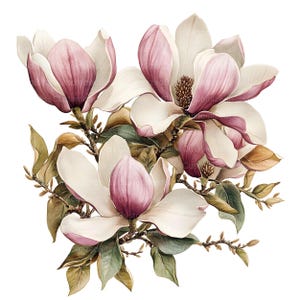 May include: A watercolor painting of a bouquet of pink and white magnolia flowers with green leaves.