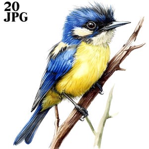 20 Clipart oiseau mésange bleue, mésange bleue eurasienne, impression mésange bleue, JPG de haute qualité, clipart aquarelle, Junk Journal téléchargement numérique artisanat en papier