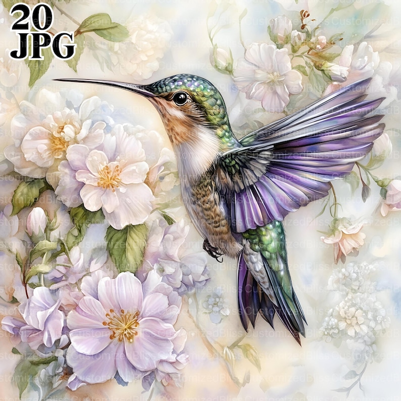 May include: A watercolor painting of a hummingbird with iridescent purple wings hovering near white flowers. The hummingbird is green, brown, and purple. The flowers are white with pink accents.