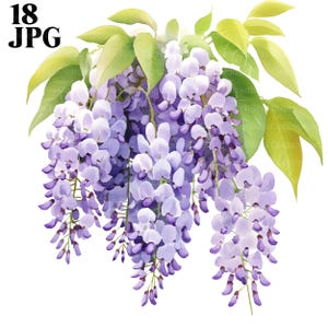 18 Purple Wisteria Clipart, American Wisteria Images, High Quality JPGs, Watercolor Clipart, Junk Journal, Digital Download, Paper Craft