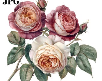 20 Roses Clipart, Rose Flower Clipart, Botanical Clipart, High Quality JPGs, Watercolor Clipart, Junk Journal, Digital Download, Paper Craft