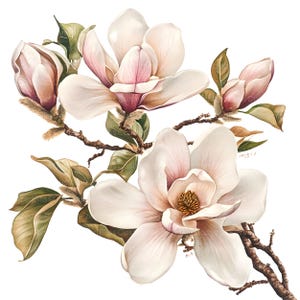 May include: A watercolor painting of a magnolia flower branch with three blossoms. The flowers are white with pink highlights and the leaves are green. The painting is on a white background.