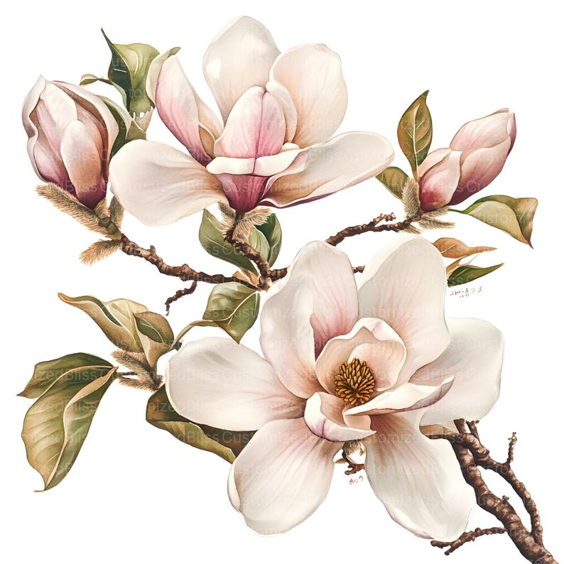 May include: A watercolor painting of a magnolia flower branch with three blossoms. The flowers are white with pink highlights and the leaves are green. The painting is on a white background.