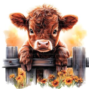 May include: A brown and white calf with curly hair peeks over a wooden fence. The calf has large, dark eyes and a pink nose. The fence is made of weathered wood planks and is surrounded by yellow wildflowers.
