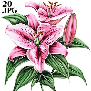 20 Stargazer Lily Flower Clipart, Lily Clipart, JPGs de alta qualidade, Clipart de aquarela, Diário de lixo, Download digital, Papel artesanal, Clip art