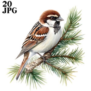 20 Sparrow Clipart, Cute Bird Nursery, Bird Clipart, High Quality JPGs, Watercolor Clipart, Junk Journal, Digital Download, Paper Craft
