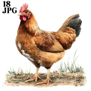 18 poules Clipart, Clipart poulet, clipart animaux de la ferme, ferme des cliparts, JPG de haute qualité, des cliparts aquarelle, Junk Journal, téléchargement numérique