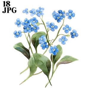 18 Clipart ne m'oubliez pas, Clipart fleurs bleues, JPG haute qualité, Clipart aquarelle, Junk Journal, téléchargement numérique, créations en papier, imprimable