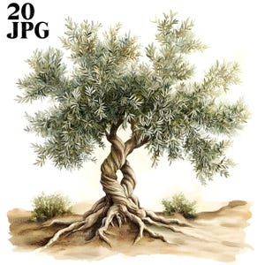 May include: Watercolor illustration of an olive tree with a twisted trunk and sprawling roots. The tree's foliage is a mix of green and gray, with the text "20 JPG" in the upper left corner. The background is a light brown.