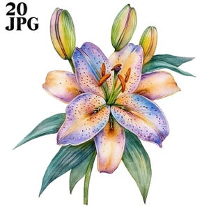 20 Lily Clipart, Lilies Clipart, Watercolor Lily, Lily Images, Quality JPGs, Watercolor Clipart, Junk Journal, Digital Download, Paper Craft